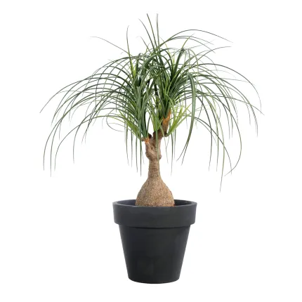 BEAUCARNEA artificiel  75 cm - dans un pot
