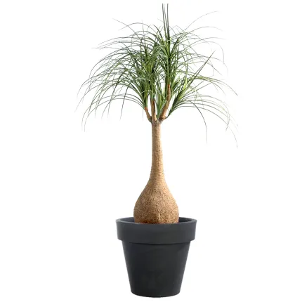 BEAUCARNEA artificiel  125 cm - dans un pot