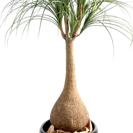 BEAUCARNEA artificiel  125 cm - tronc pied d'éléphant