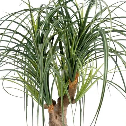 BEAUCARNEA artificiel