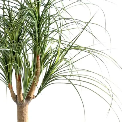 BEAUCARNEA artificiel  125 cm - feuillage
