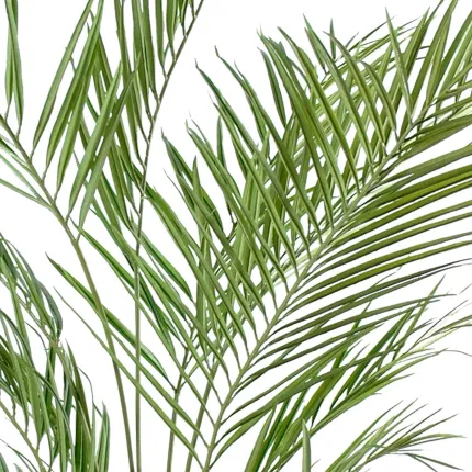 KENTIA artificiel NEW PALM 150 cm - palmes