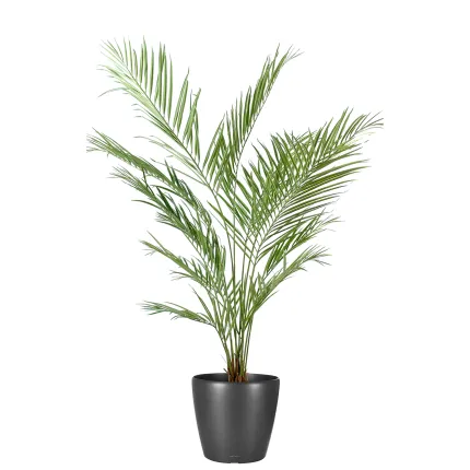 KENTIA artificiel NEW PALM 150 cm