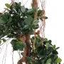 FICUS artificiel PANDA (microcarpa) 140 et 170 cm - feuilles et tronc