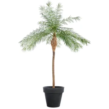 PHOENIX artificiel NEW 220 cm - en pot