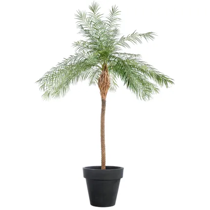 PHOENIX artificiel NEW 220 cm - en pot