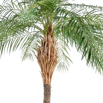 PHOENIX artificiel NEW 190 à 220 cm - tête