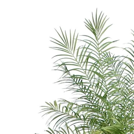 PHOENIX artificiel NEW 190 à 220 cm - feuillage