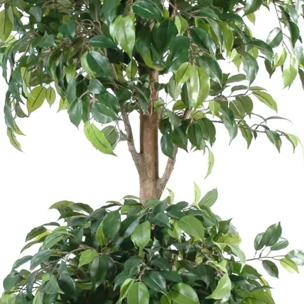 feuillage et tronc FICUS artificiel DOUBLE boule 150 et 180 cm