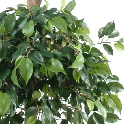 FICUS artificiel DOUBLE boule 150 et 180 cm - feuilles