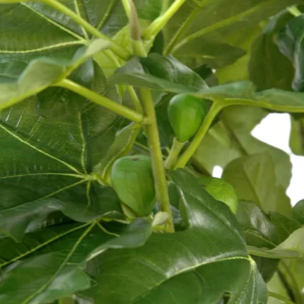 FIGUIER artificiel et FRUITS 170 cm - figues