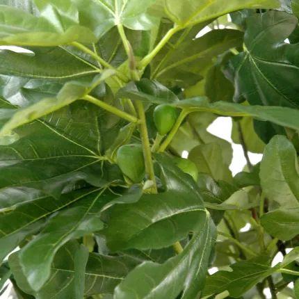 FIGUIER artificiel et FRUITS 170 cm - feuillage