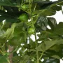 FIGUIER artificiel géant 250 cm avec figues  - figues