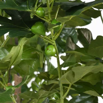 FIGUIER artificiel géant 250 cm avec figues  - figues