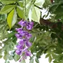 GLYCINE artificielle ROUND  235 cm  - fleurs