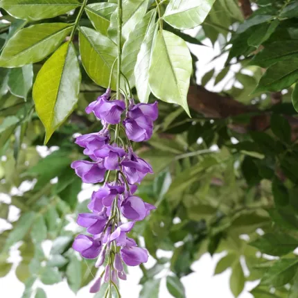 GLYCINE artificielle ROUND  235 cm  - fleurs