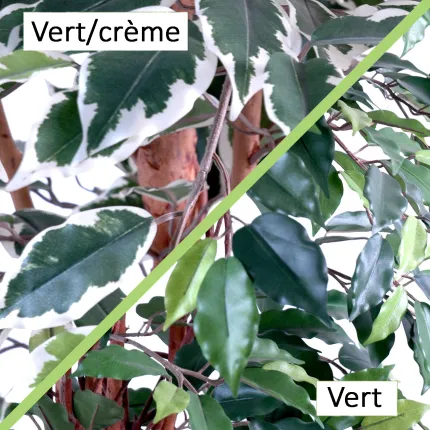FICUS artificiel LIANES Grandes Feuilles  . . . . . 150 à 210cm