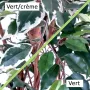 FICUS artificiel TRONC SIMPLE Grandes Feuilles  vert ou vert/crème 120 à 270 cm