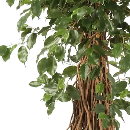 FICUS artificiel LIANE EXOTICA de luxe 120 à 300 cm - feuillage  et tronc