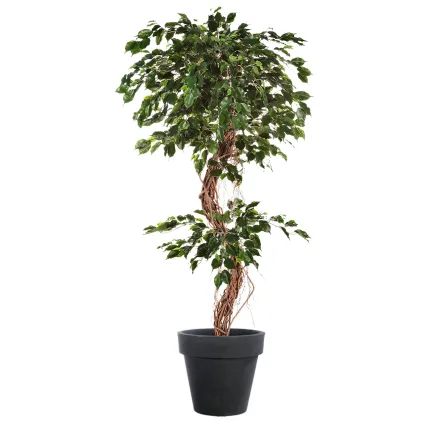 FICUS artificiel S  180 et 210 cm - en pot de dos