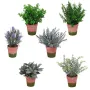 Plants AROMATES artificiels  en pot 19 à 22 cm - 6 modèles