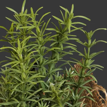 HERBES artificielles AROMATIQUES en pot - romarin détails