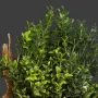 HERBES artificielles AROMATIQUES en pot - thym détails