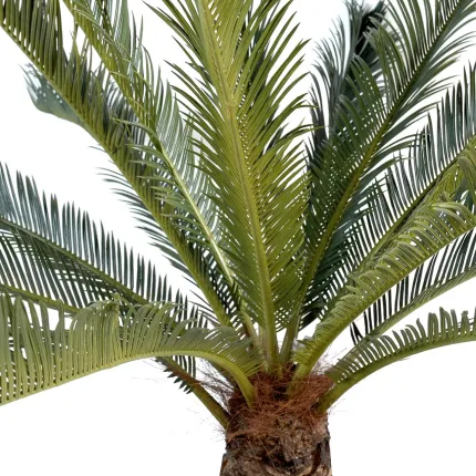 CYCAS artificiel GEANT 200 cm - jonction