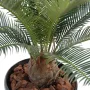 CYCAS artificiel BABY  65 cm - tronc