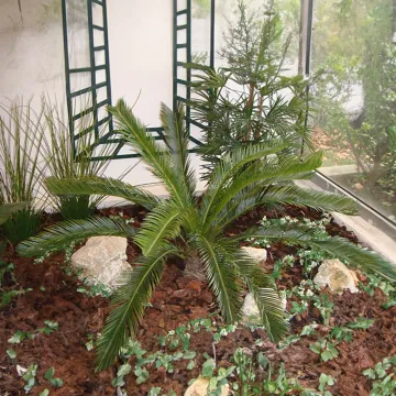 CYCAS artificiel GEANT 100 cm - dans un hall d'entrée