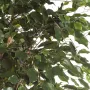 FICUS artificiel EXOTICA arbre de luxe 150 à 240 cm - feuilles