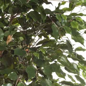 FICUS artificiel EXOTICA arbre de luxe 150 à 240 cm - feuilles