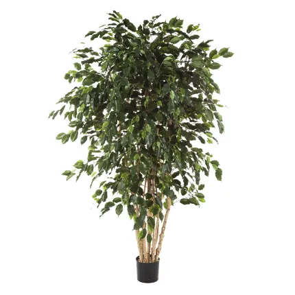 FICUS artificiel EXOTICA multi tronc 180 à 240 cm