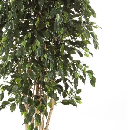 FICUS artificiel EXOTICA multi tronc 180 à 240 cm - feuillage