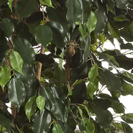 FICUS artificiel EXOTICA multi tronc 180 à 240 cm - feuilles