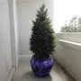 CYPRES  artificiel ( junipérus) 105 à 160 cm sur terrasse