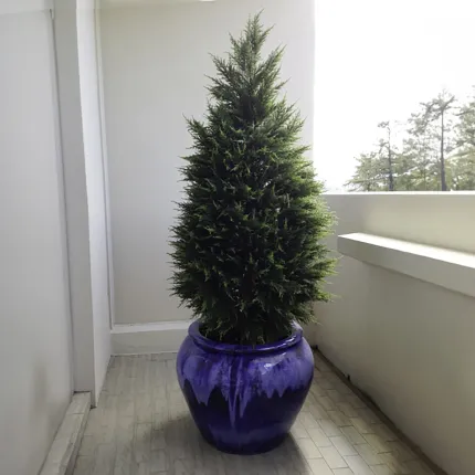 CYPRES  artificiel ( junipérus) 105 à 160 cm sur terrasse