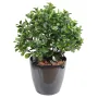 PEPEROMIA artificiel BUISSON PLAST 58 cm en pot
