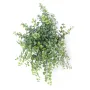 PEPEROMIA CHUTE PLAST 25/30 cm
