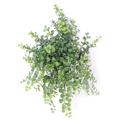 PEPEROMIA CHUTE PLAST 25/30 cm