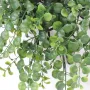 PEPEROMIA CHUTE PLAST 25/30 cm - feuilles
