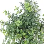 PEPEROMIA CHUTE PLAST 25/30 cm - feuillage