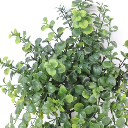 PEPEROMIA CHUTE PLAST 25/30 cm - feuillage