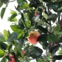 fruits POMMIER artificiel large 180 cm