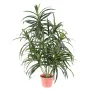 DRACENA artificiel (ou DRACAENA) ANITA 45 cm et 75cm