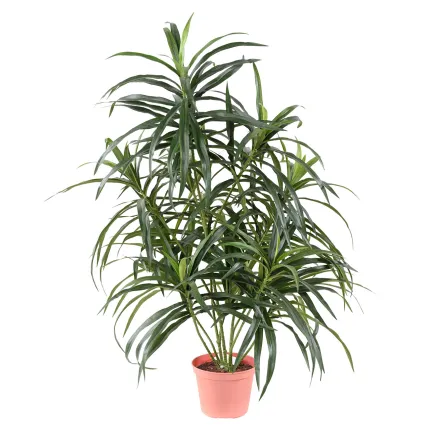 DRACENA artificiel (ou DRACAENA) ANITA 45 cm et 75cm