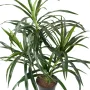 Feuillage de dracaena ignifugé