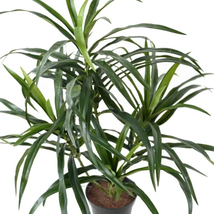 Feuillage de dracaena ignifugé