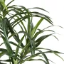 Feuille de dracaena ignifugé