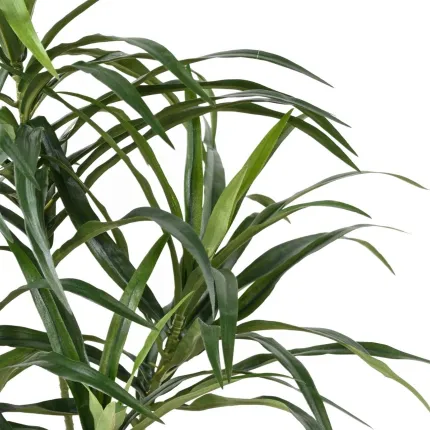 Feuille de dracaena ignifugé